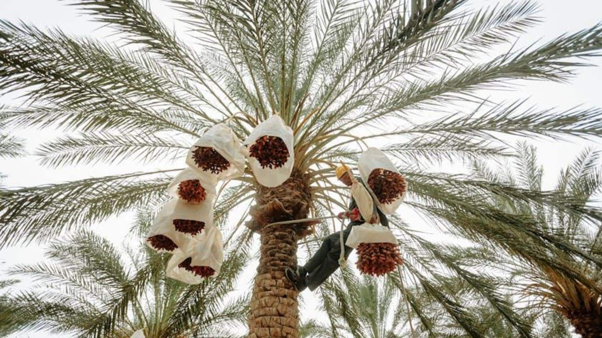 Rahasia Merawat Pohon Kurma Dalam Ruangan