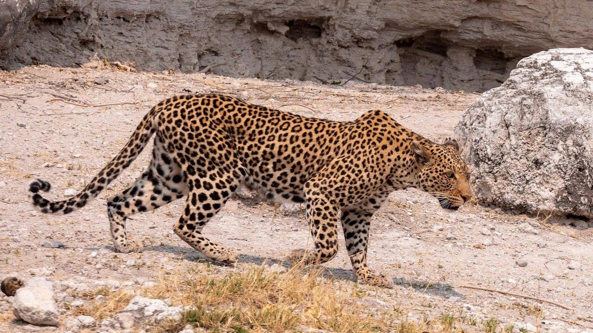 Mengungkap Adaptasi Macan Tutul dalam Menghadapi Perubahan Iklim Global