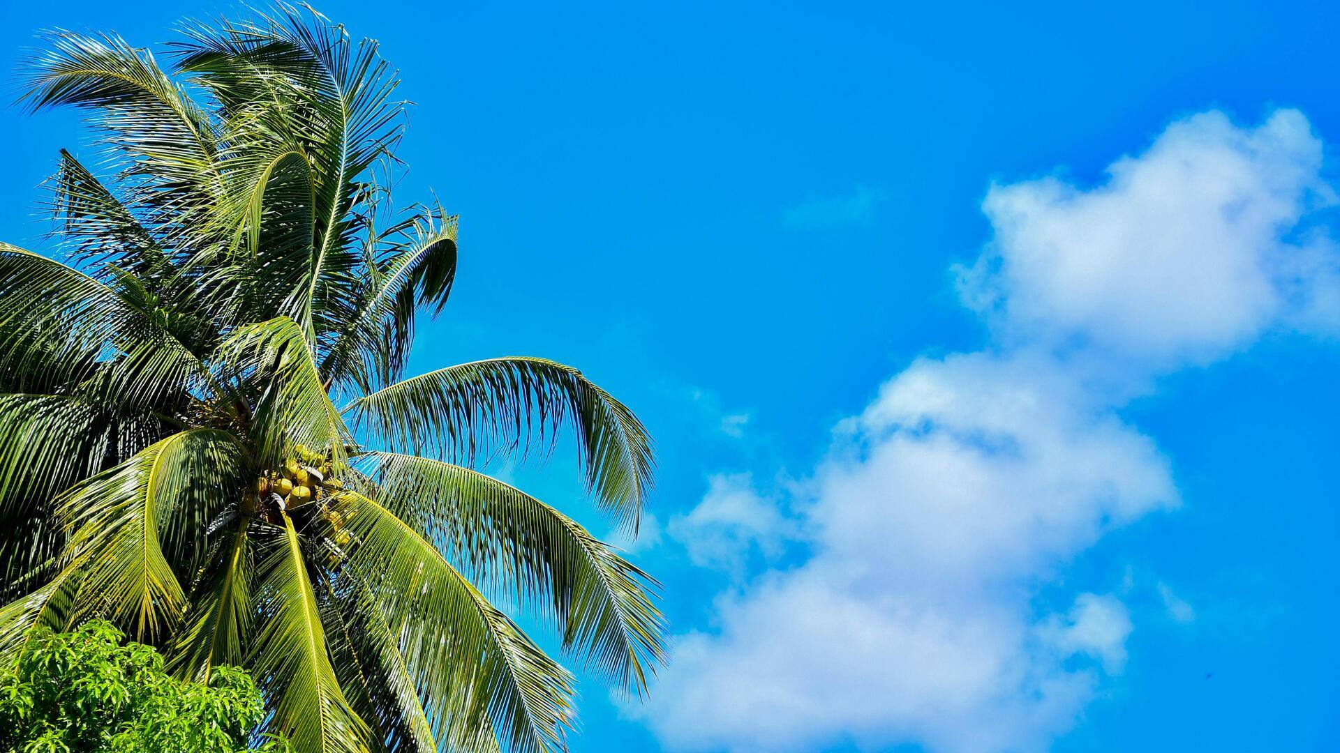 Pemanfaatan Kreatif Daun Kelapa dalam Teknologi Berkelanjutan