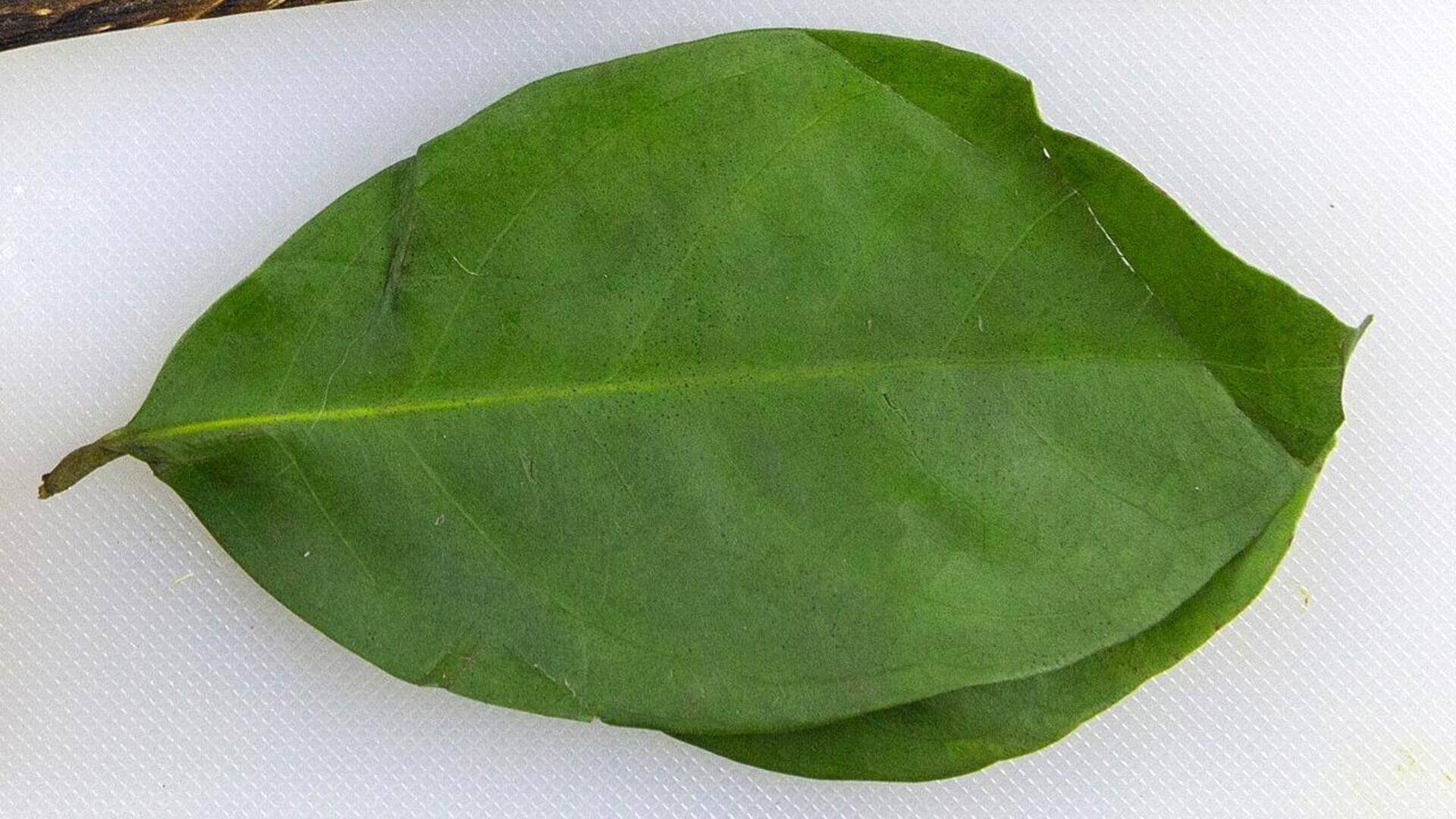 Manfaat Daun Salam untuk Berkebun
