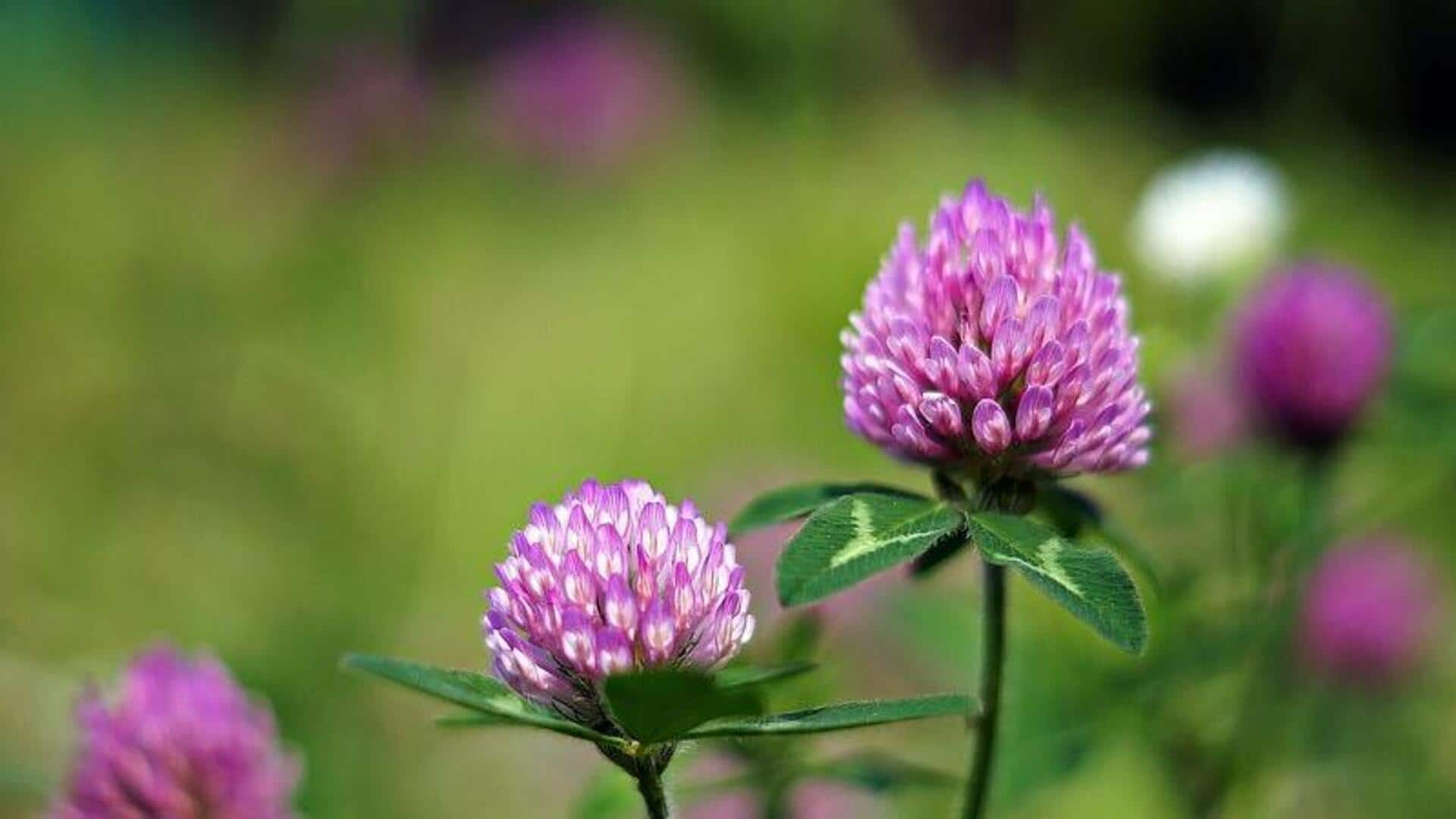 Manfaat Red Clover untuk kulit