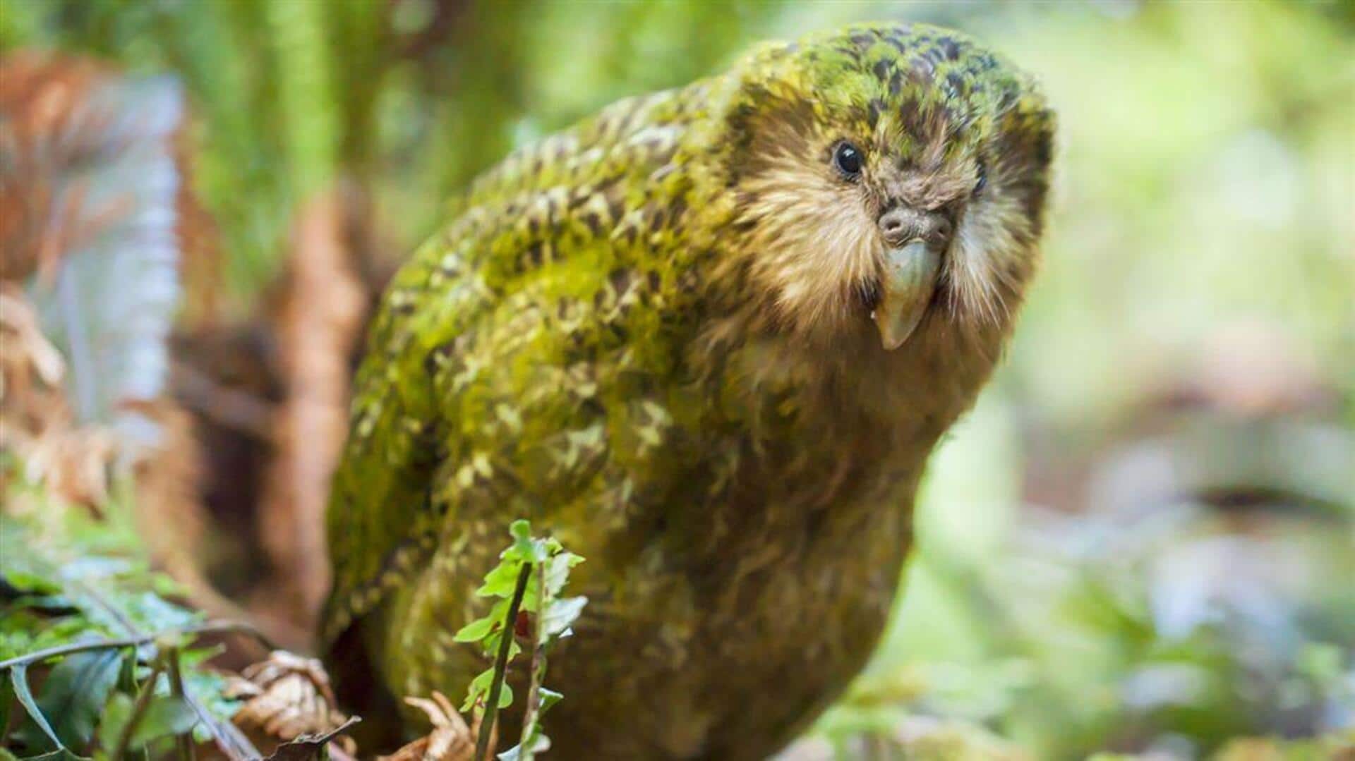 Fakta Menarik tentang Ritual Kawin Kakapo Fakta Menarik tentang Ritual Kawin Kakapo