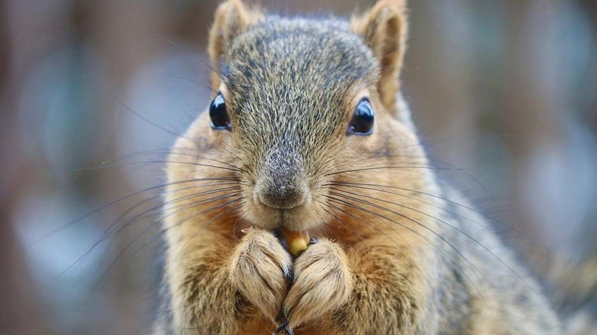 Kumis Tupai: Mengungkap Misteri Sensorik dan Eksplorasi Habitat