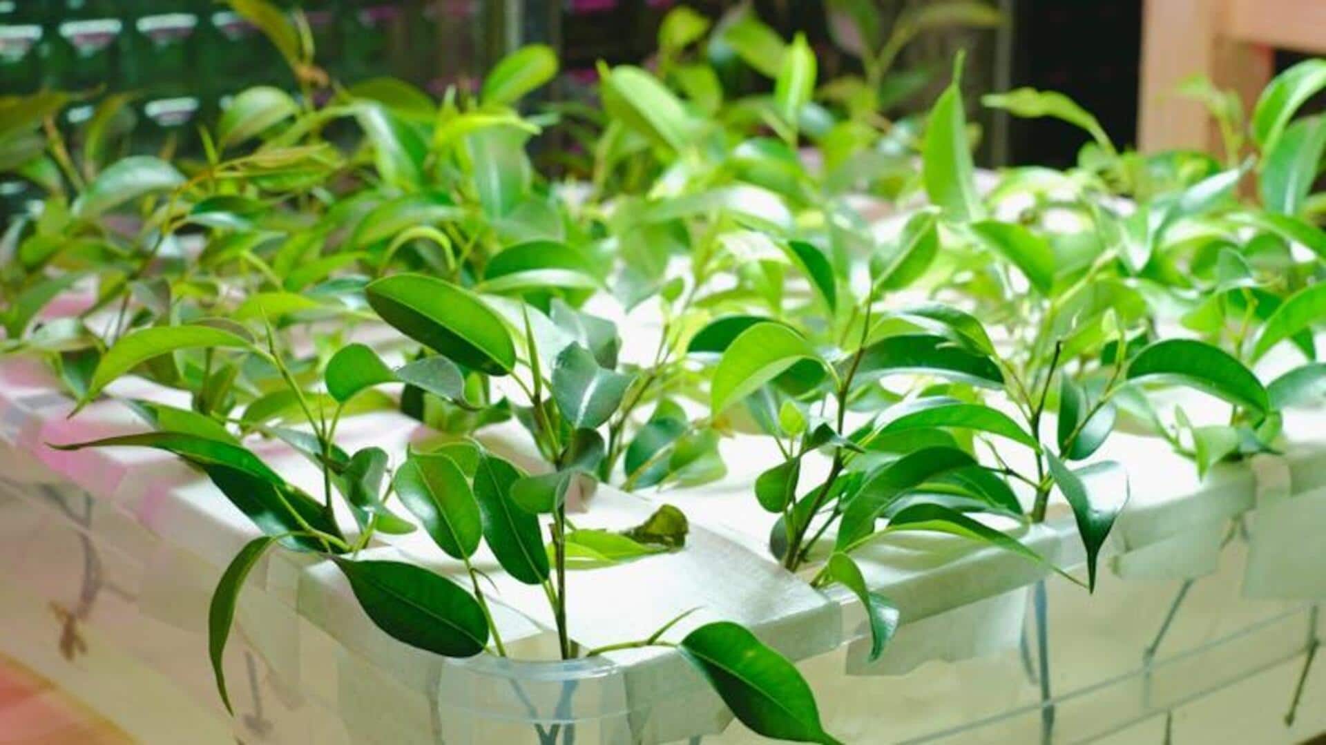 Menumbuhkan Tanaman Hidroponik di Rumah tanpa Tanah