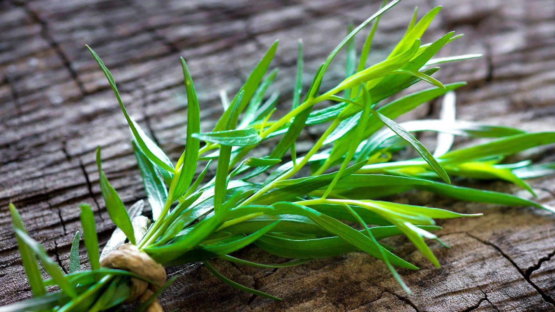 5 Cara Terbaik Menggunakan Tarragon dalam Beragam Masakan 5 Cara Terbaik Menggunakan Tarragon dalam Beragam Masakan
