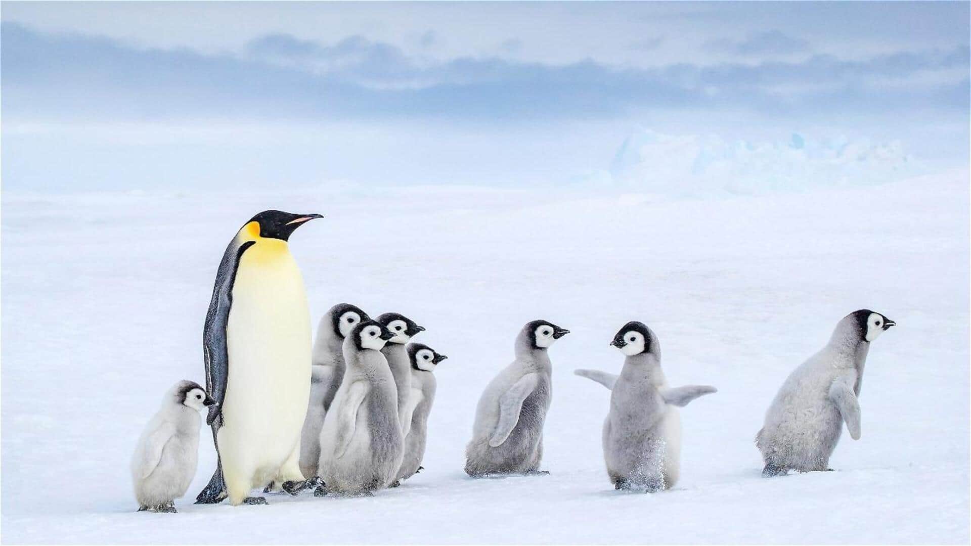 Peran Pengasuhan Penguin: Tanggung Jawab Bersama di Habitat yang Dingin