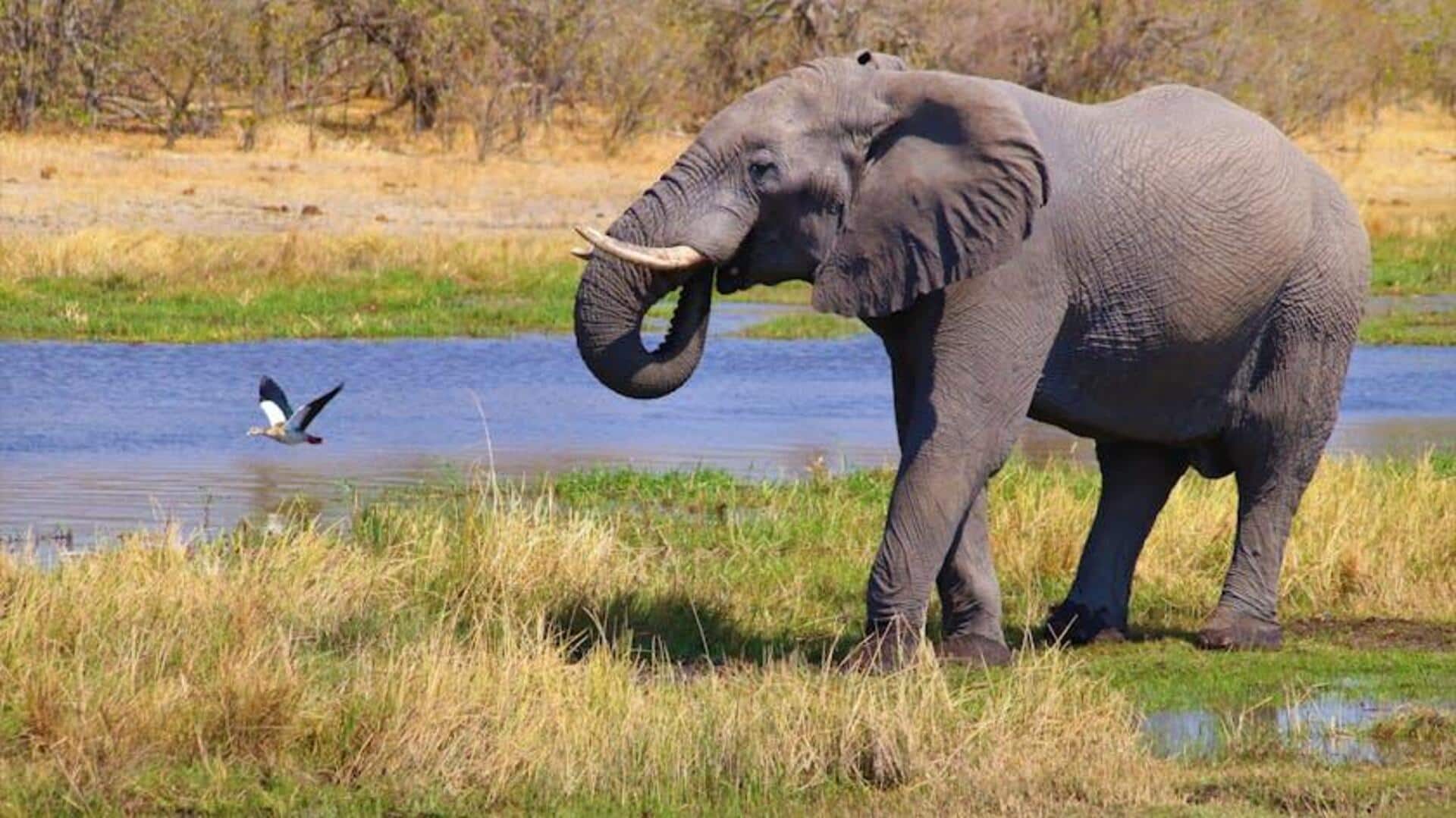 Menjelajahi Botswana: Konservasi Liar Terbaik untuk Safari