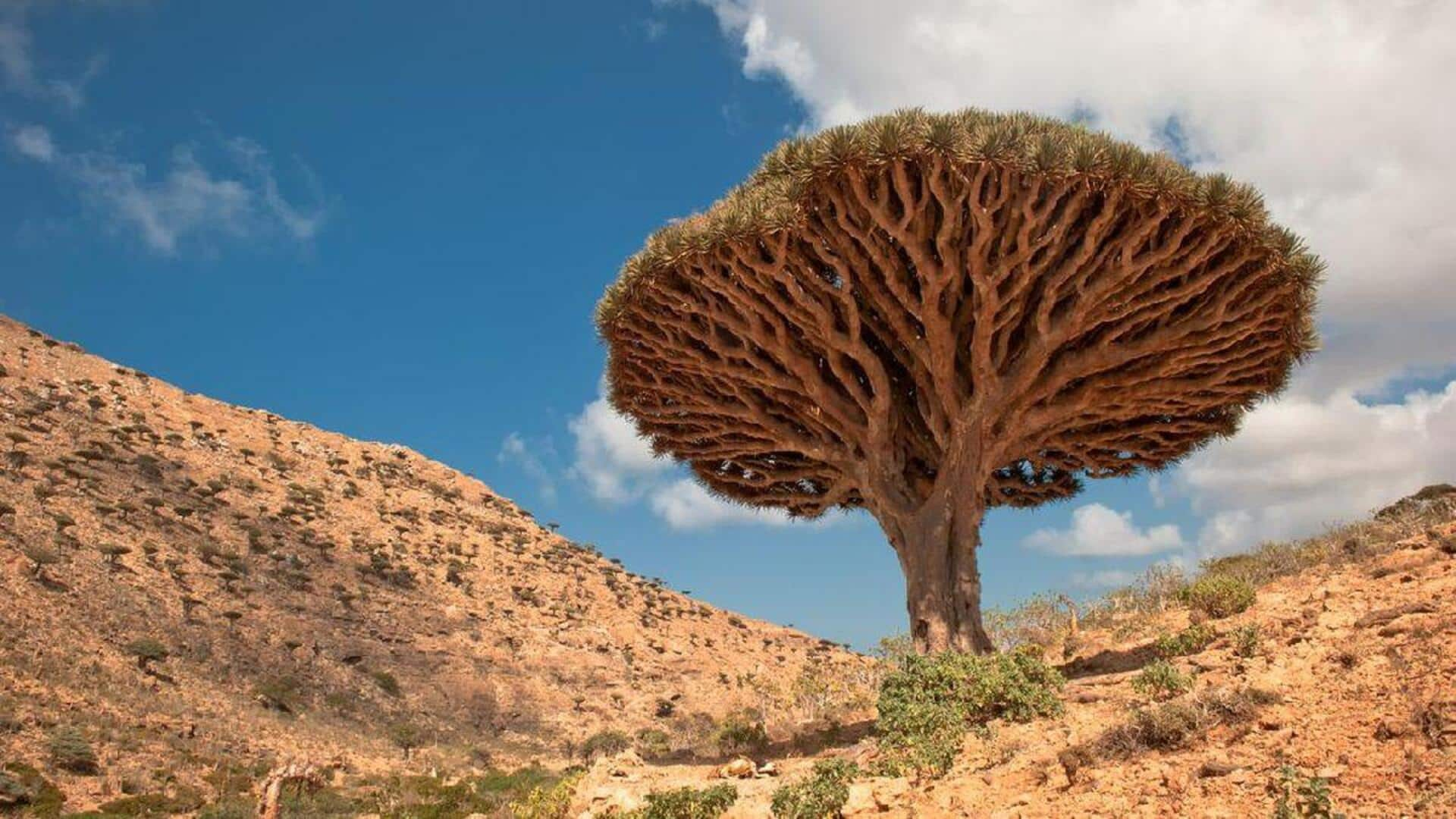 Menjelajahi Keajaiban Socotra, Yaman