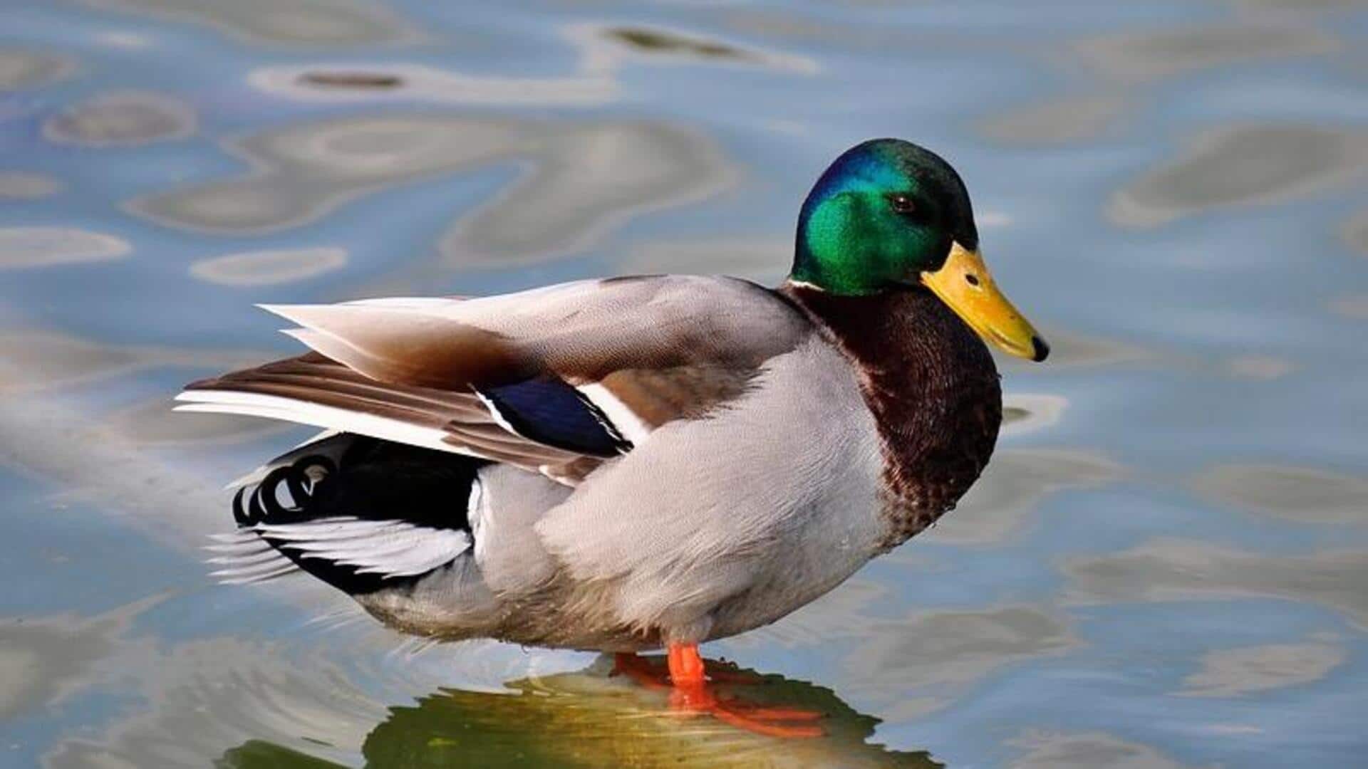 Cara merawat bebek dengan minyak alami Cara merawat bebek dengan minyak alami