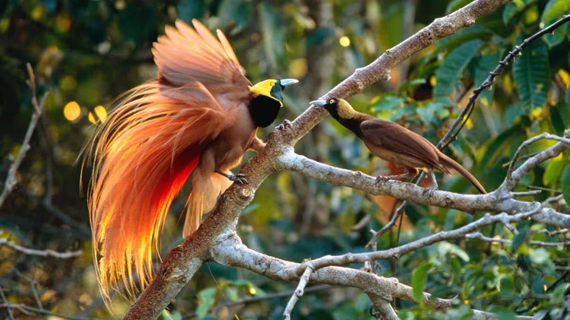 Mengungkap Ritual Unik dari Burung Cendrawasih Mengungkap Ritual Unik dari Burung Cendrawasih