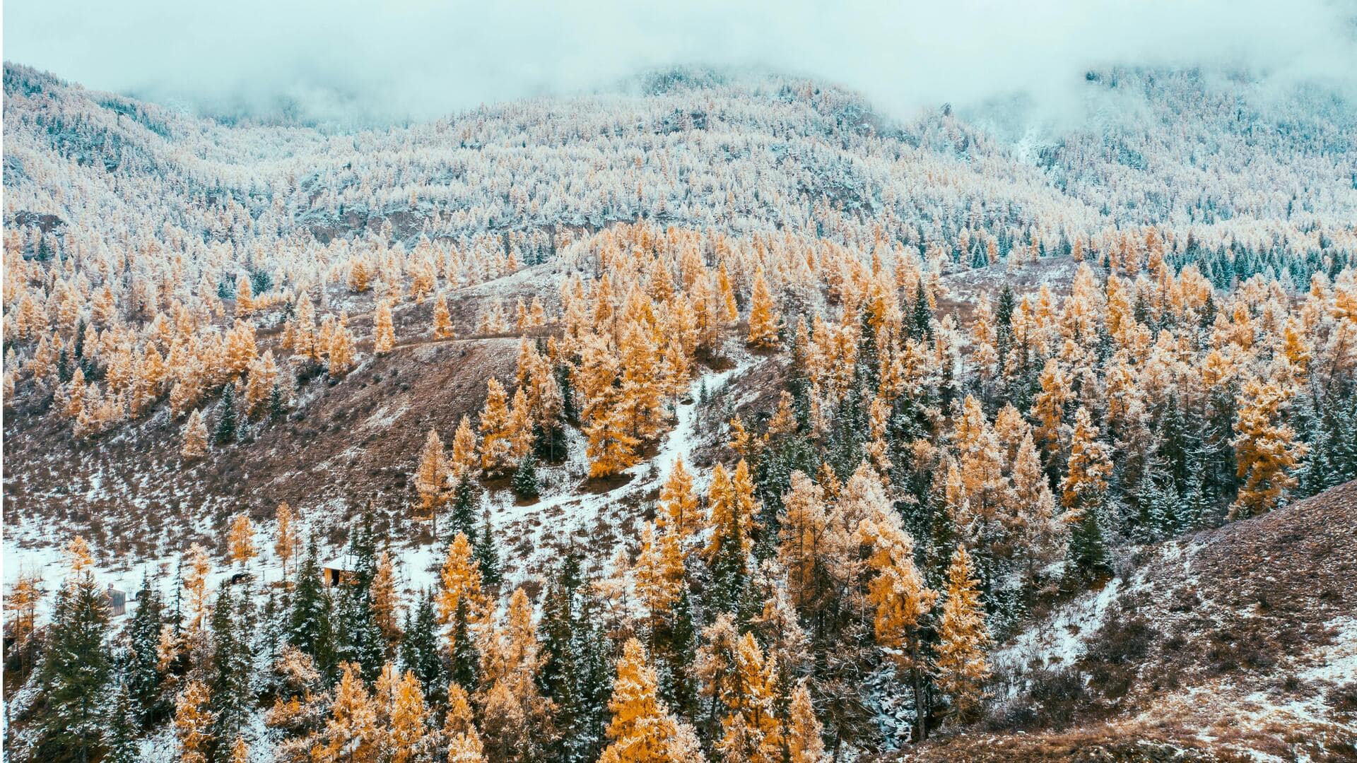 Menjelajahi Hutan Taiga Bersalju di Siberia, Rusia