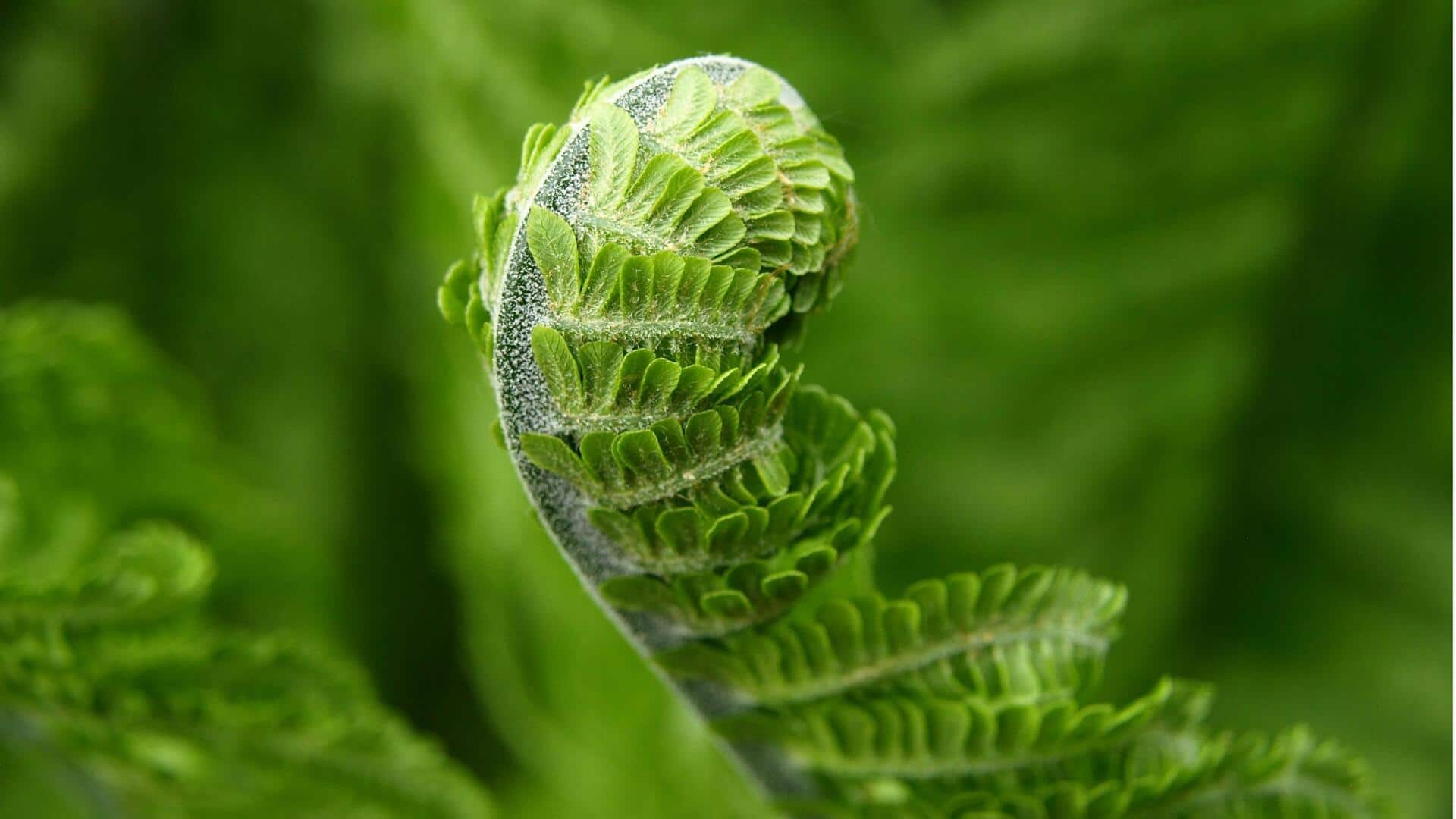 Lima Jenis Paku yang Dapat Anda Tanam di Kebun Indonesia