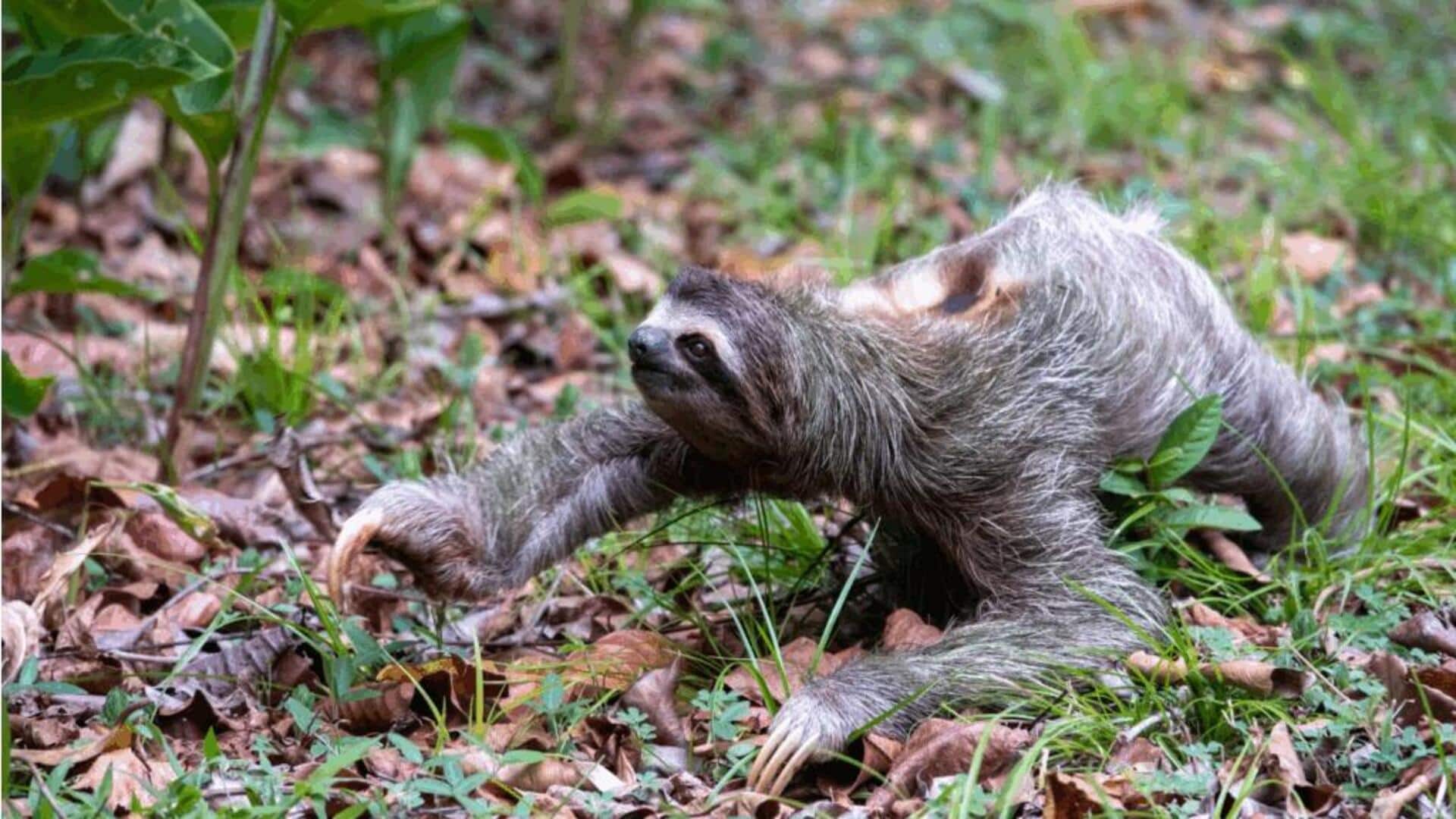 Rahasia Umur Panjang Kungkang di Alam Liar