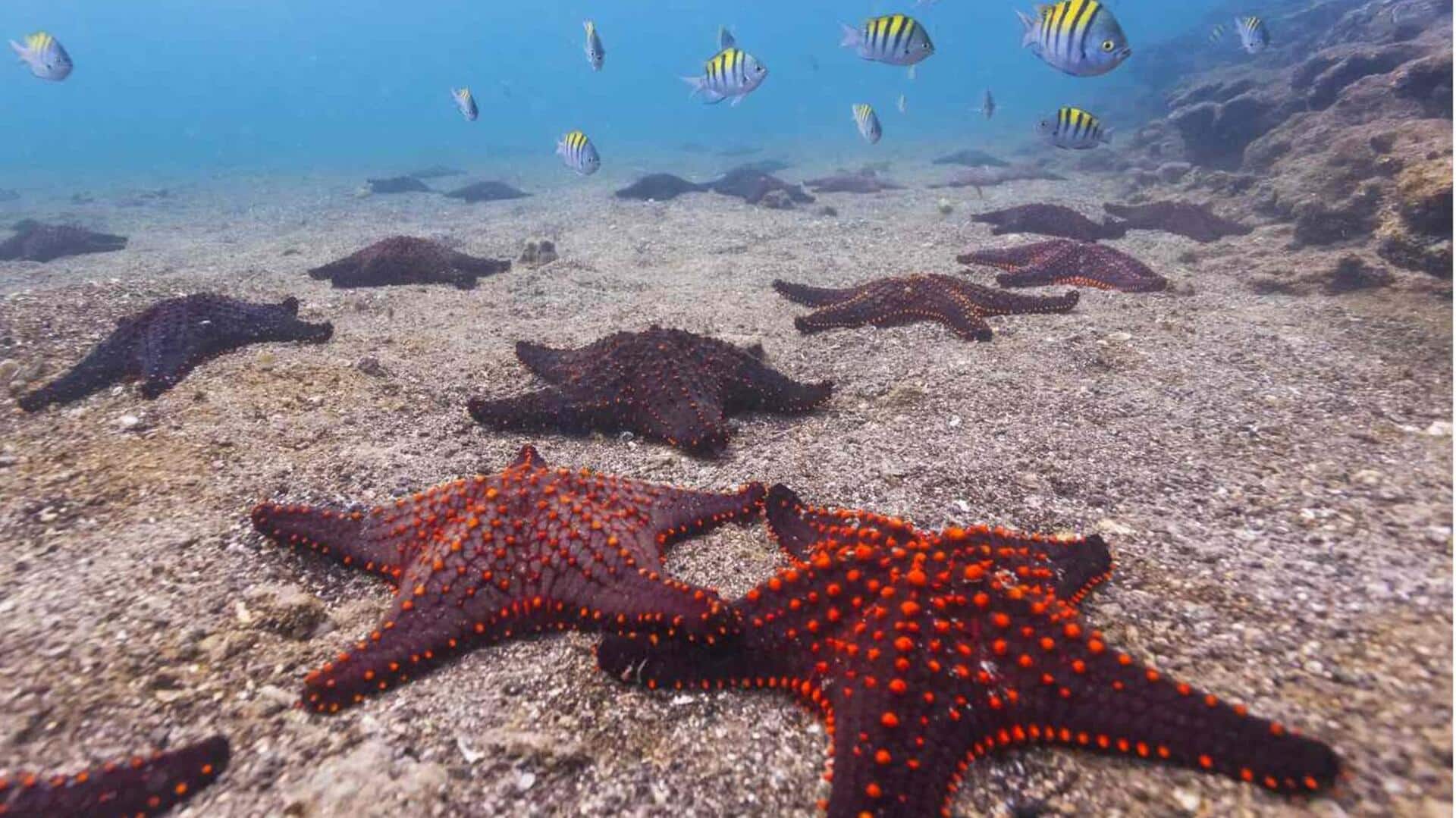 Kecerdasan Bintang Laut: Kemampuan Bertahan Hidup Tanpa Struktur Otak Tradisional