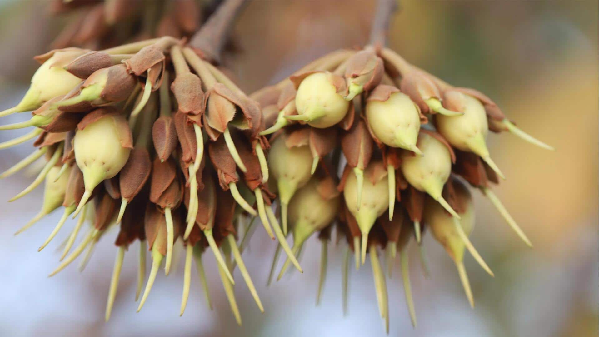 Menjelajahi Beragam Kaldu dari Bunga Madhuca India