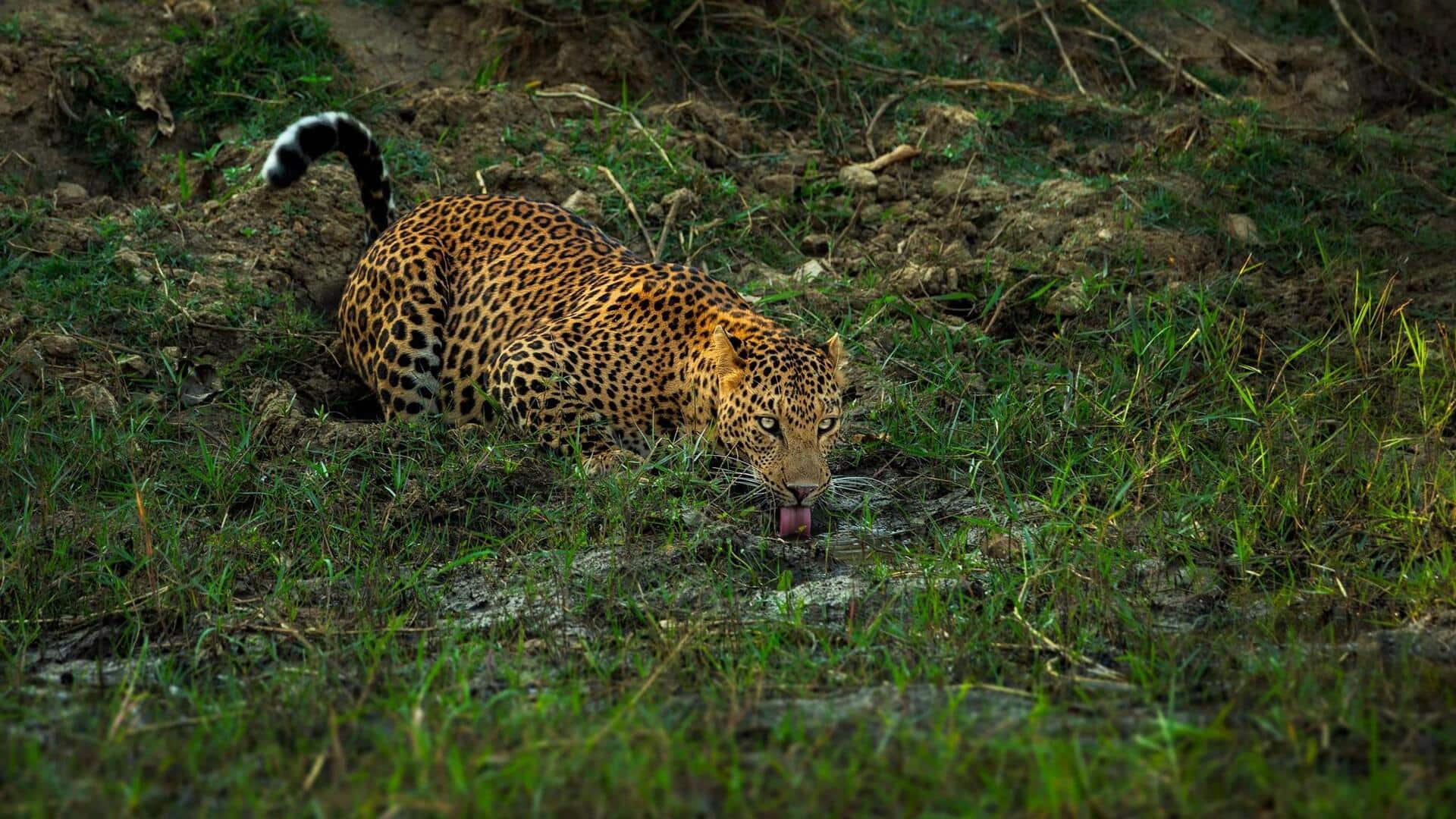 Mengungkap Kemampuan Kamuflase Macan Tutul yang Luar Biasa