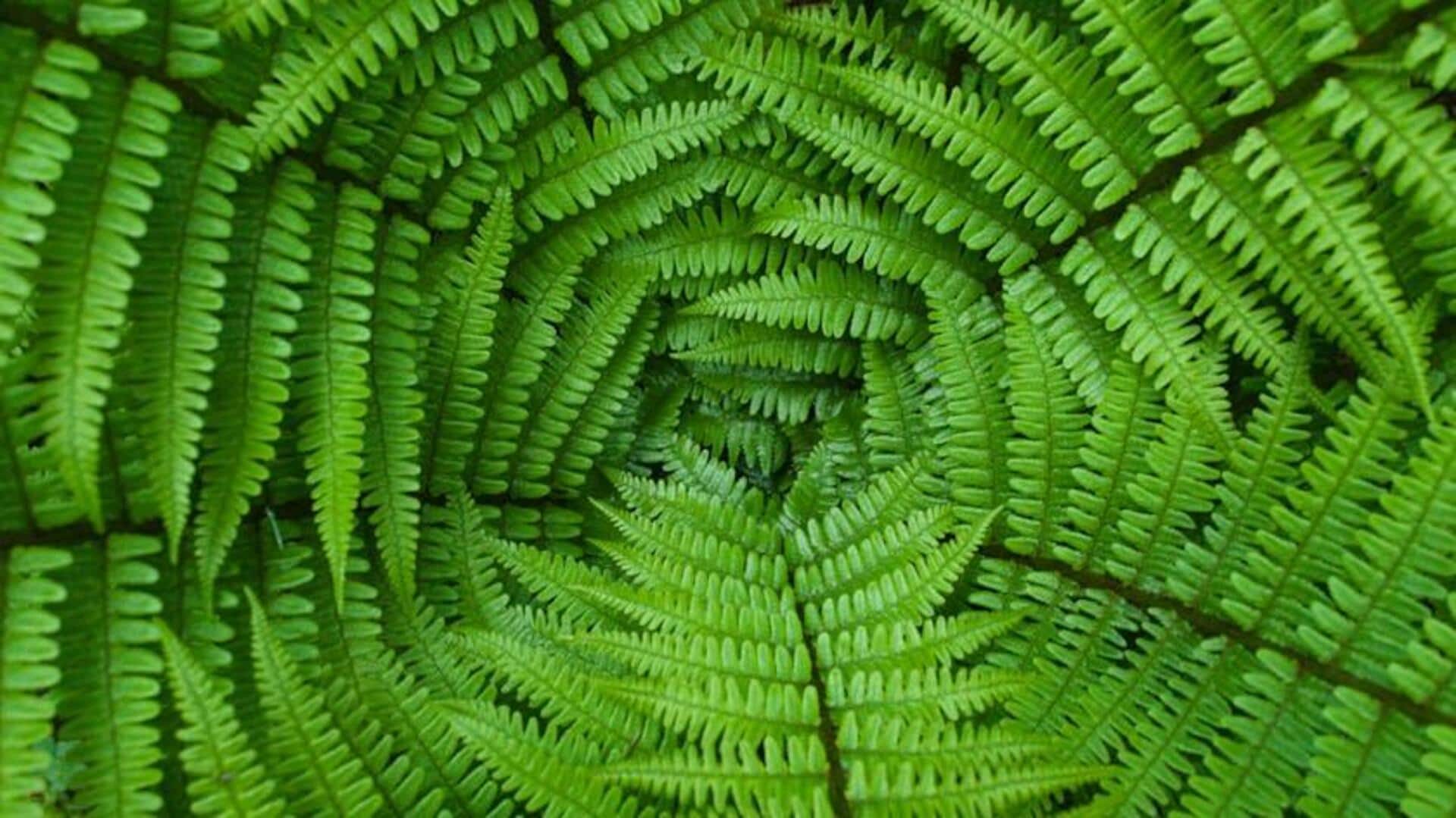 Alasan Pakis Tumbuh Subur di Cahaya Rendah