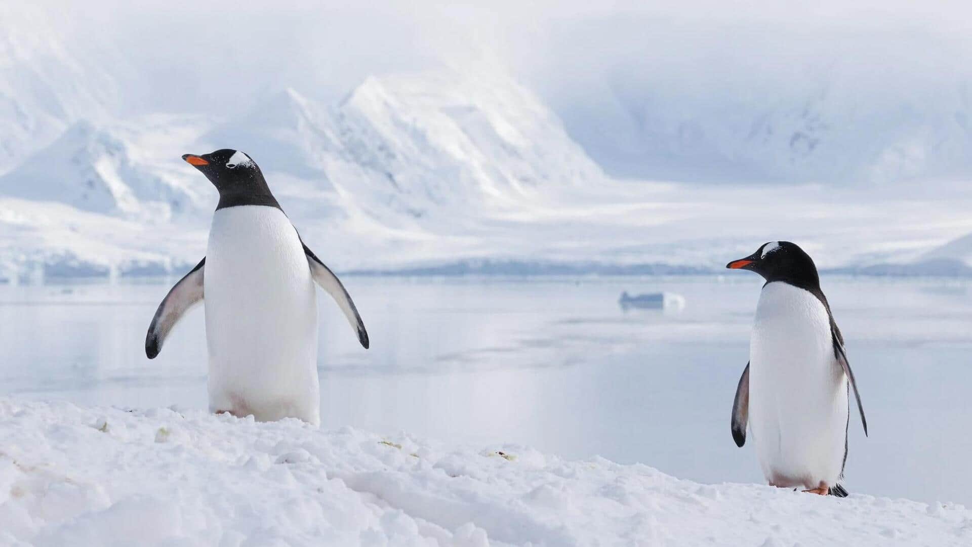 Adaptasi Unik Penguin dalam Menavigasi Medan Es