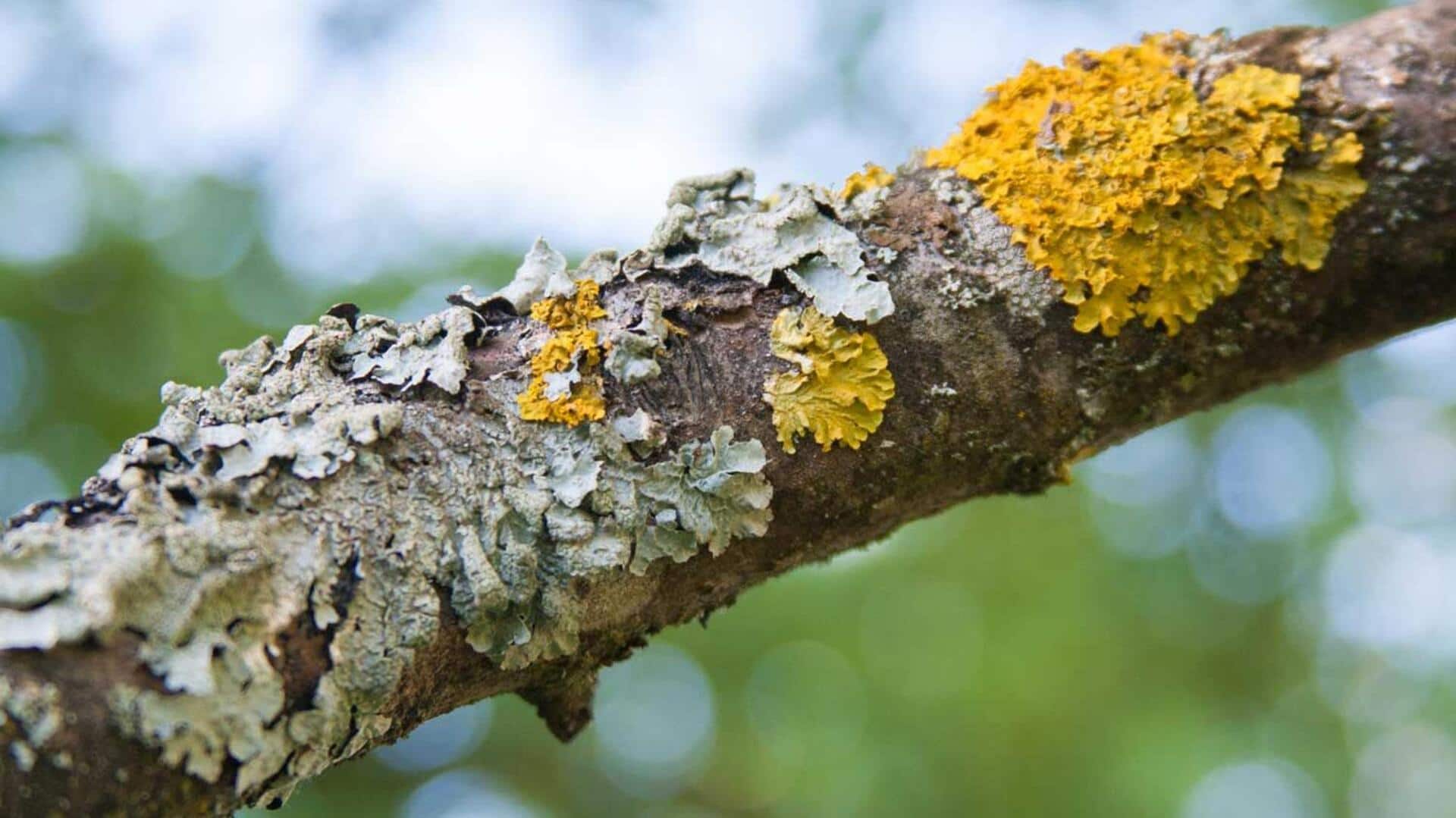 Lichen: Inovasi Teknologi Berkelanjutan dari Alam Lichen: Inovasi Teknologi Berkelanjutan dari Alam