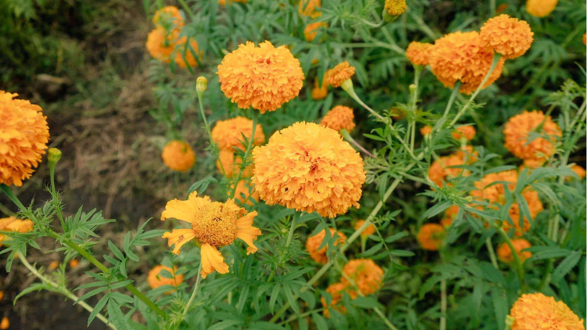 Cara Alami Mengusir Hama dengan Marigold