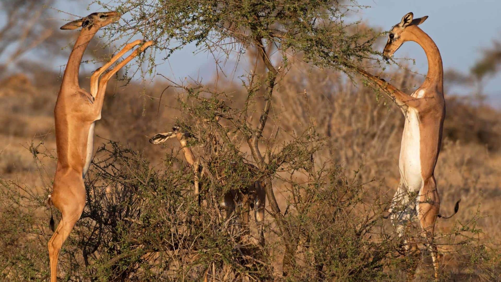 Menjelajahi Habitat, Perilaku, dan Adaptasi dari Rusa Berleher Panjang