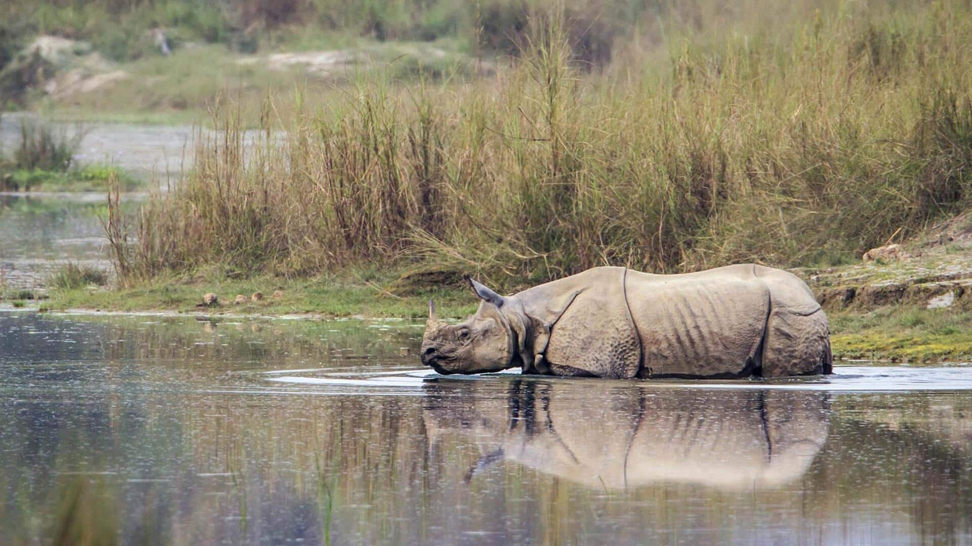 Menjelajhai Lima Jalur Utama yang Unik dalam Kehidupan Badak