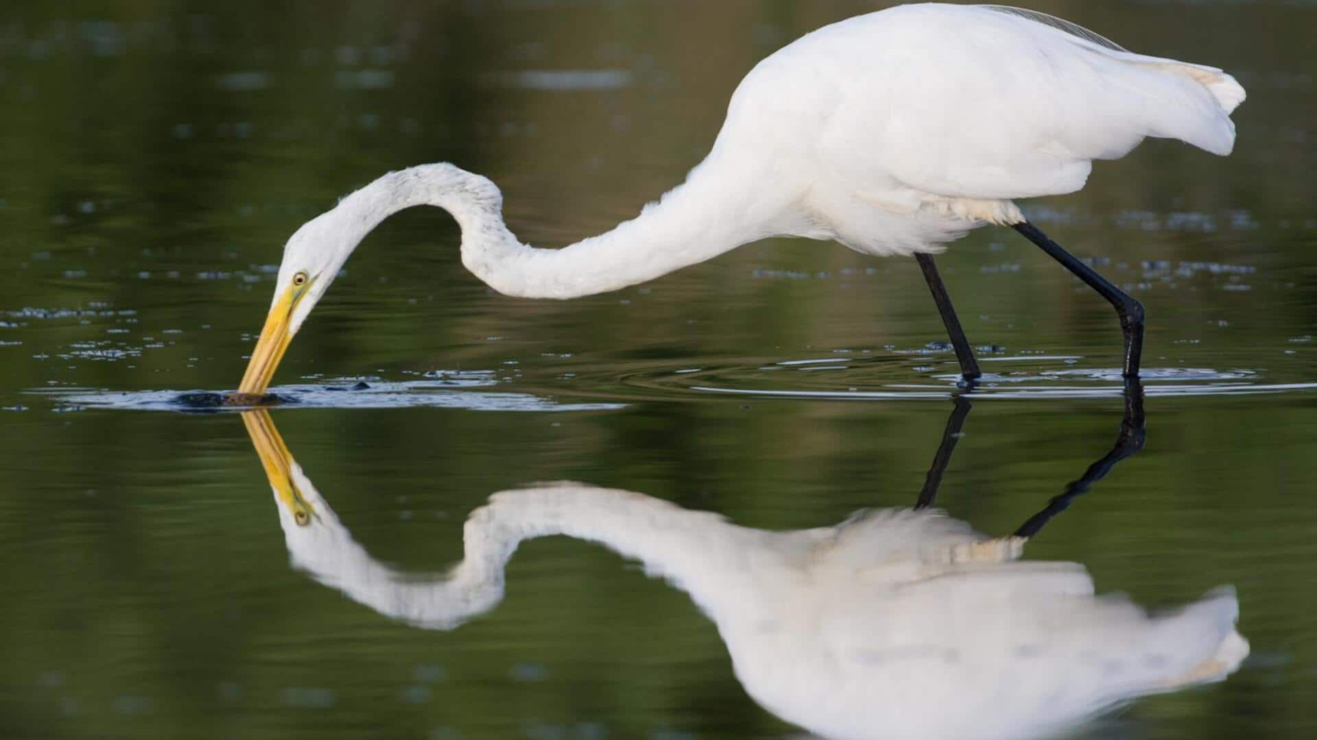 Teknik Memotret Refleksi Sederhana dengan Perspektif yang Unik
