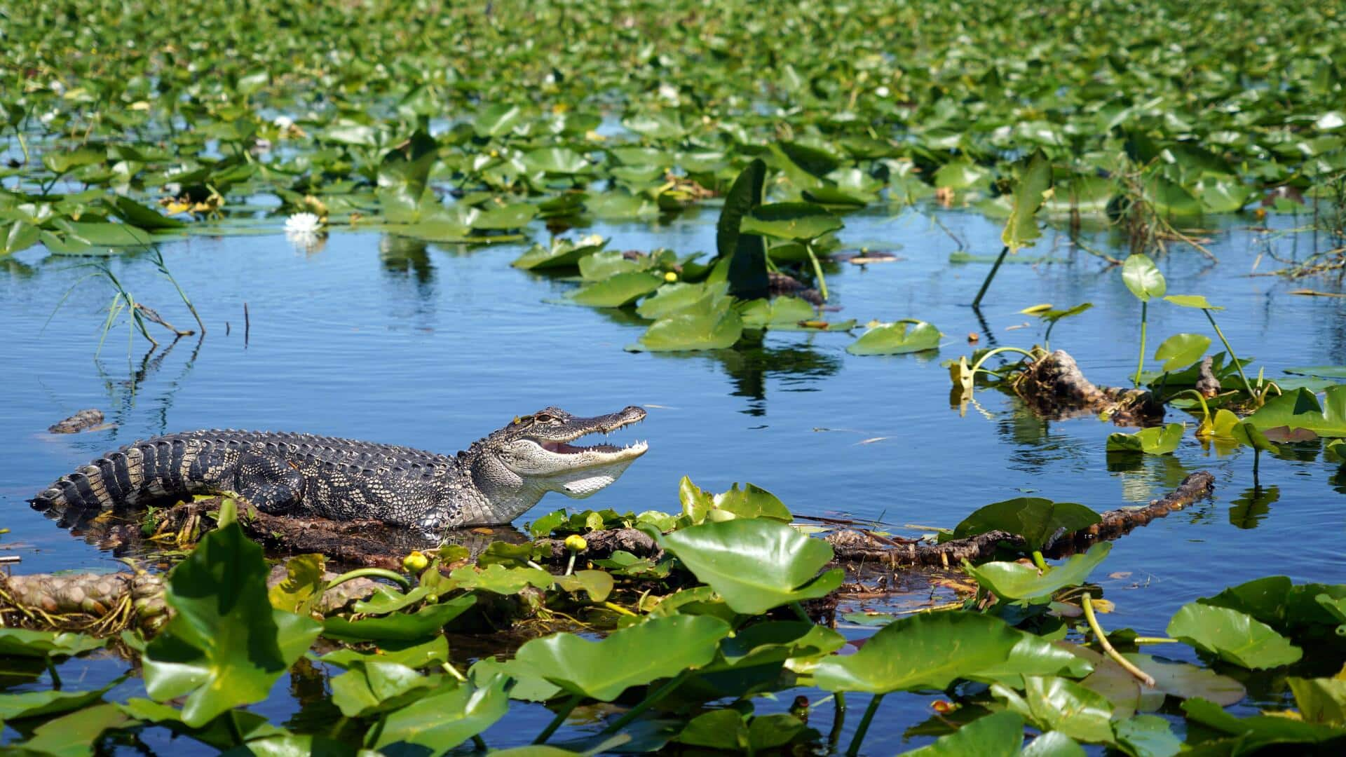 Menjelajahi Keajaiban Taman Nasional Everglades, Florida, AS