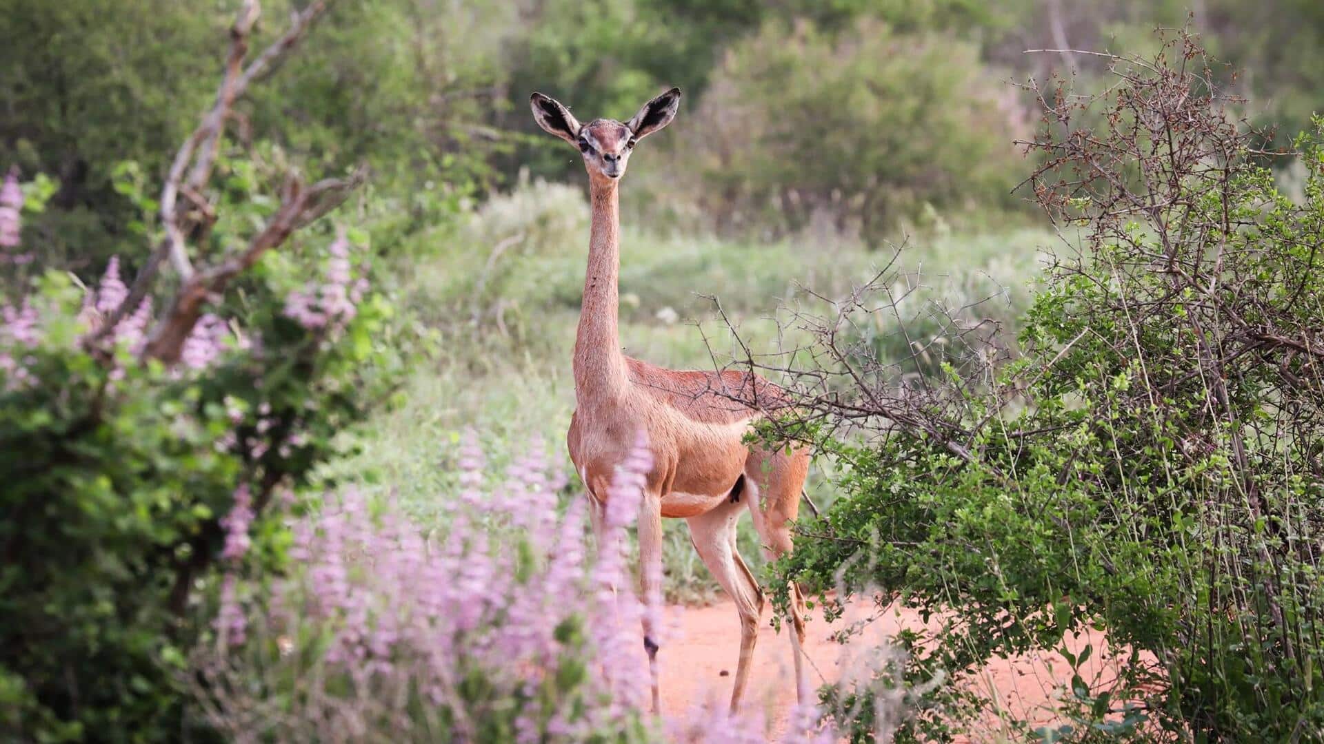 Mempelajari Rutinitas Perawatan Diri dari Rusa Berleher Panjang