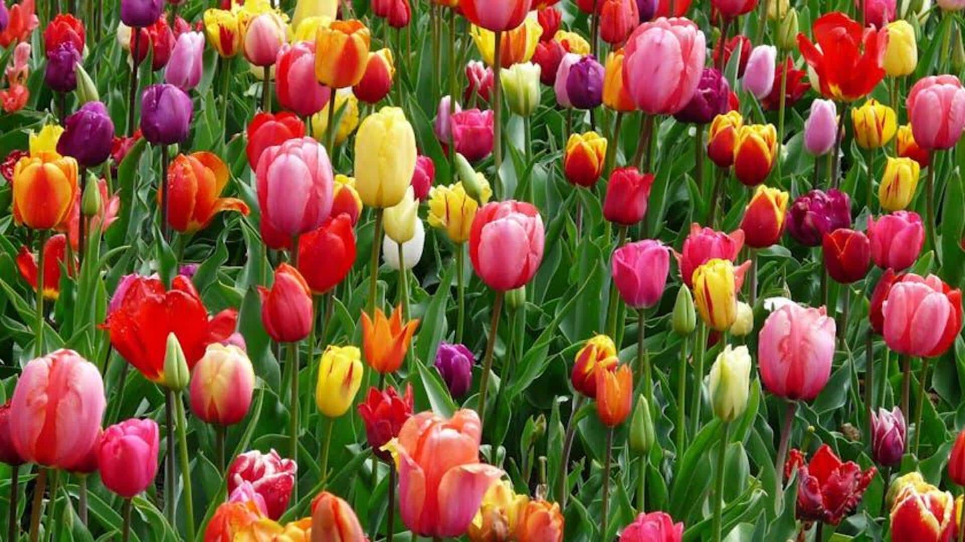 Rahasia Sukses Menanam Tulip di Rumah