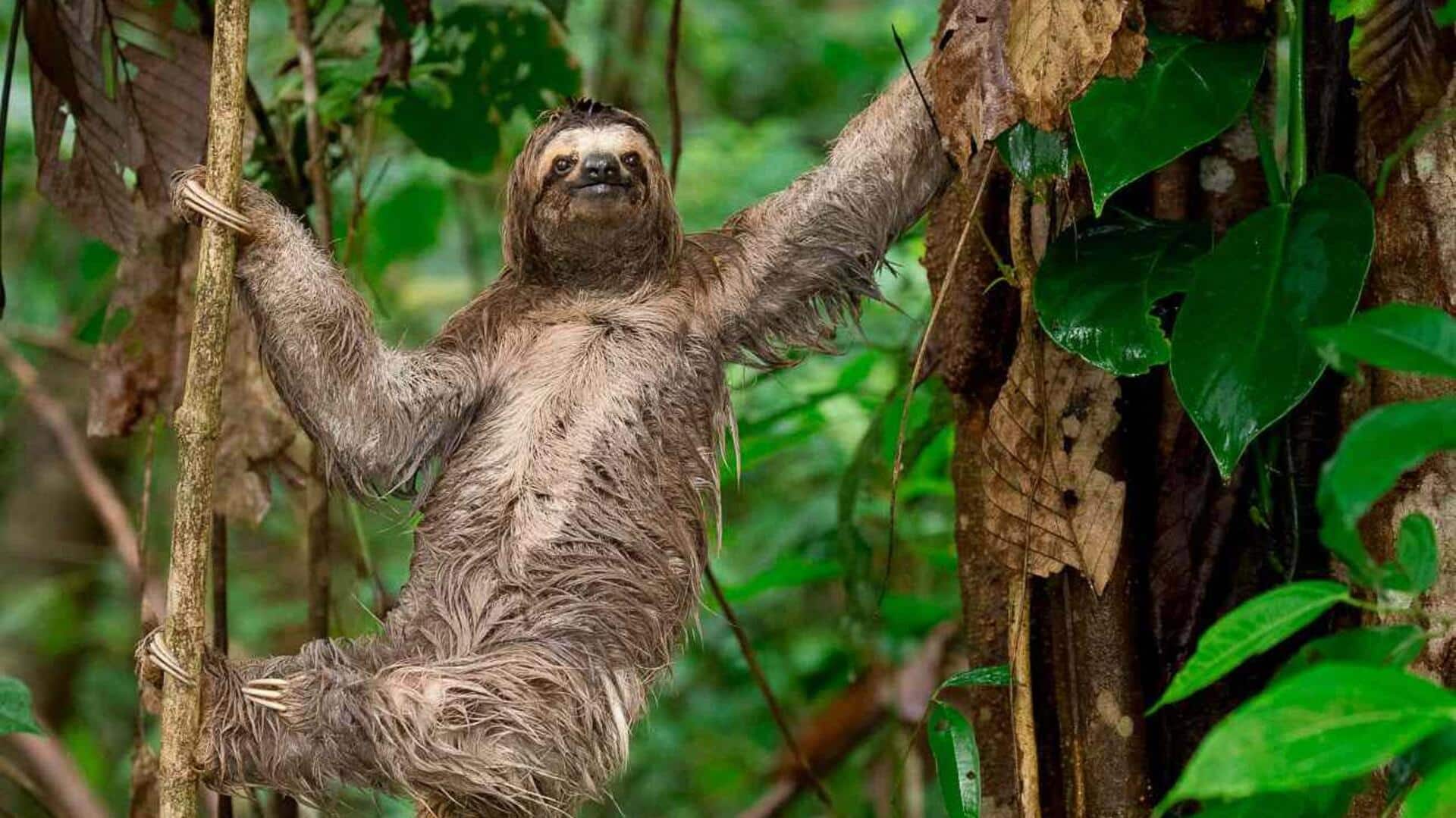 Rahasia Teknik Memanjat Kungkang yang dapat Diterapkan dalam Kehidupan Manusia