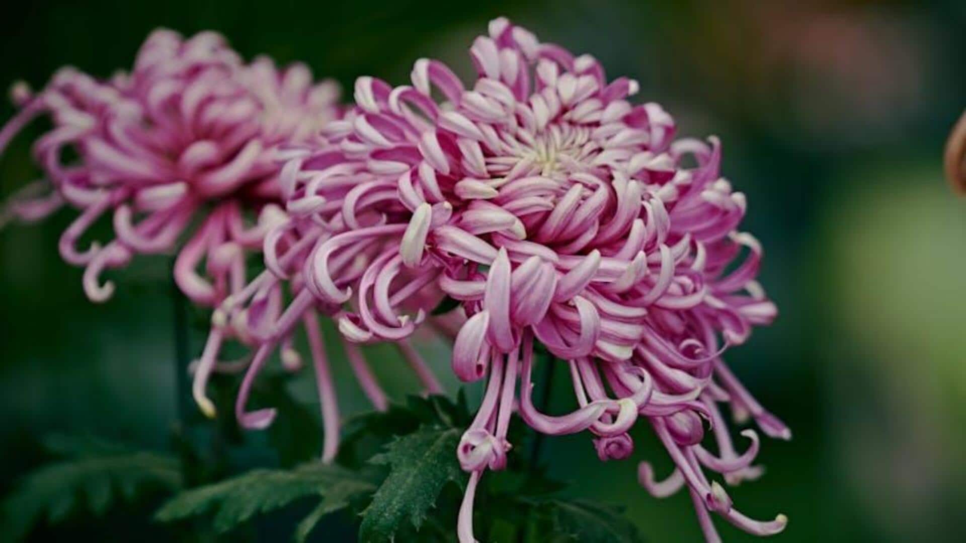 Lima Cara untuk Menyuburkan Tanaman Hias Secara Organik