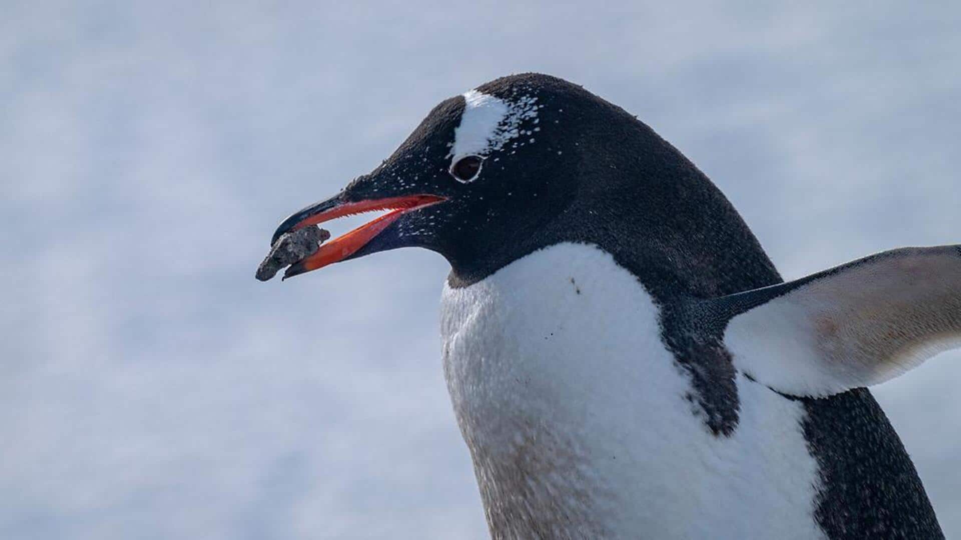 Fakta Menarik tentang Batu di Perut Penguin