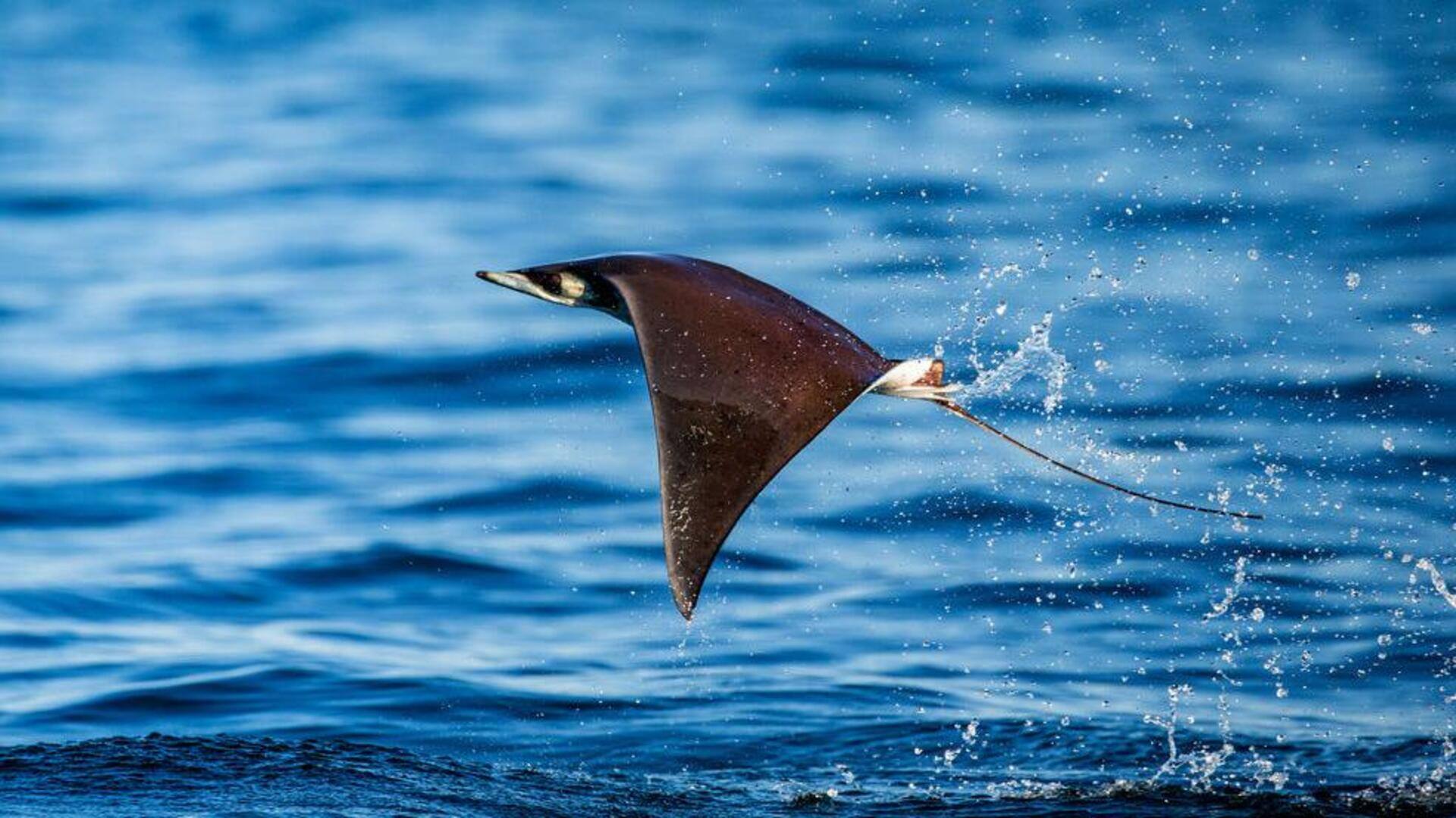 Mobula: Keanggunan Misterius di Tengah Lautan Mobula: Keanggunan Misterius di Tengah Lautan