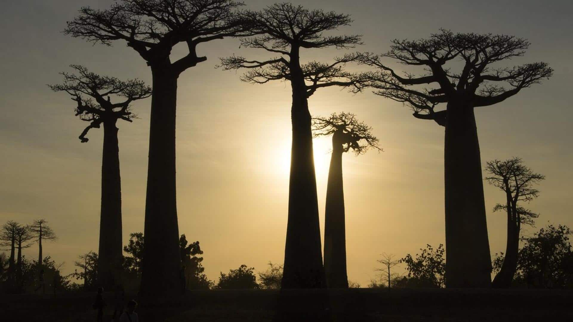 Menjelajahi keajaiban Tsingy de Bemaraha, Madagaskar