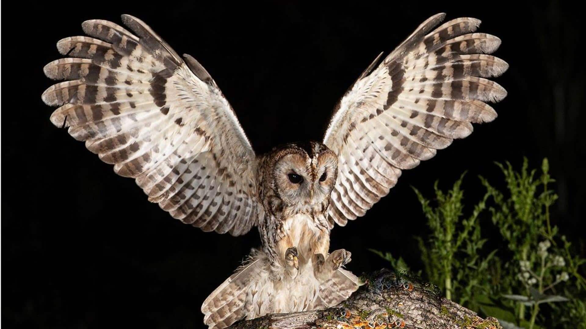 Strategi Berburu Burung Hantu: Keheningan dan Ketepatan