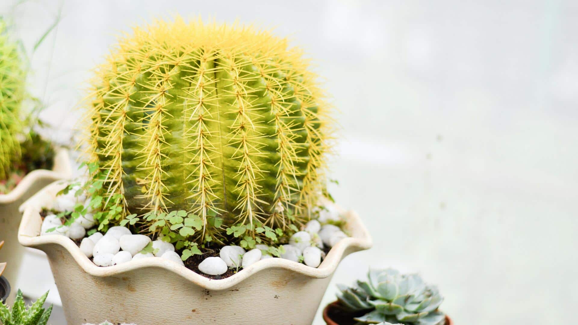 Lima Varietas Kaktus untuk Apartemen di India