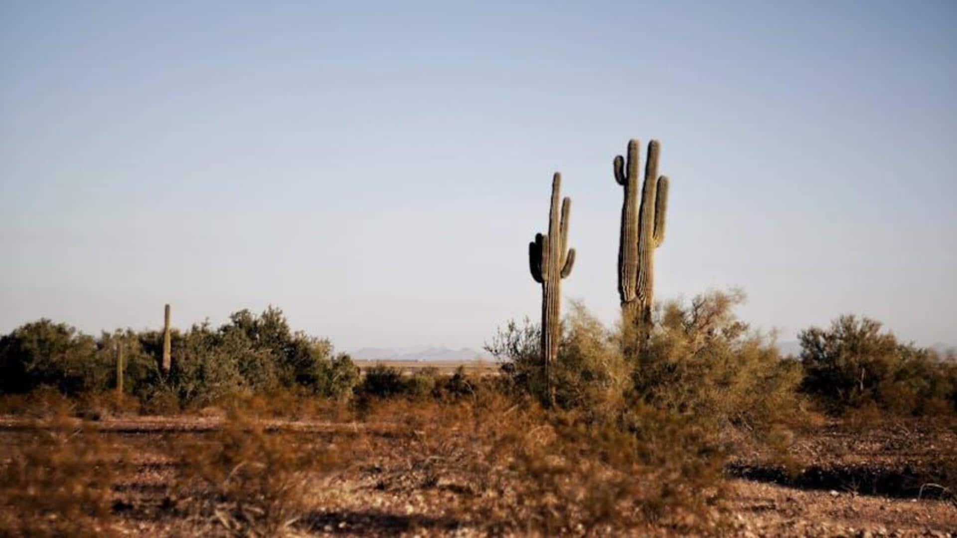 Kaktus dan Teknologi Air Berkelanjutan