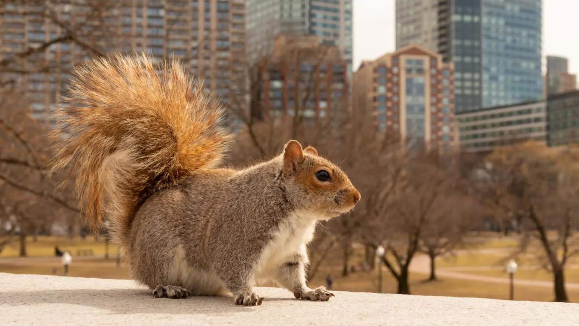 Perilaku Adaptif Tupai di Lingkungan Perkotaan