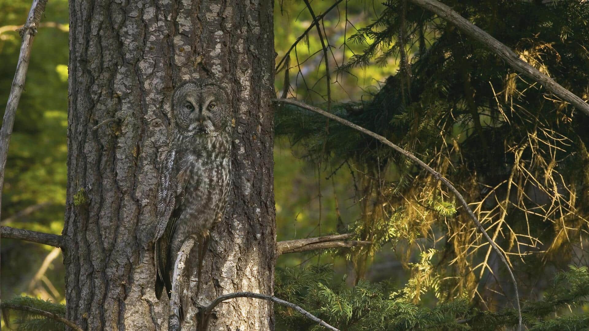 Taktik Kamuflase Burung Hantu yang Menakjubkan