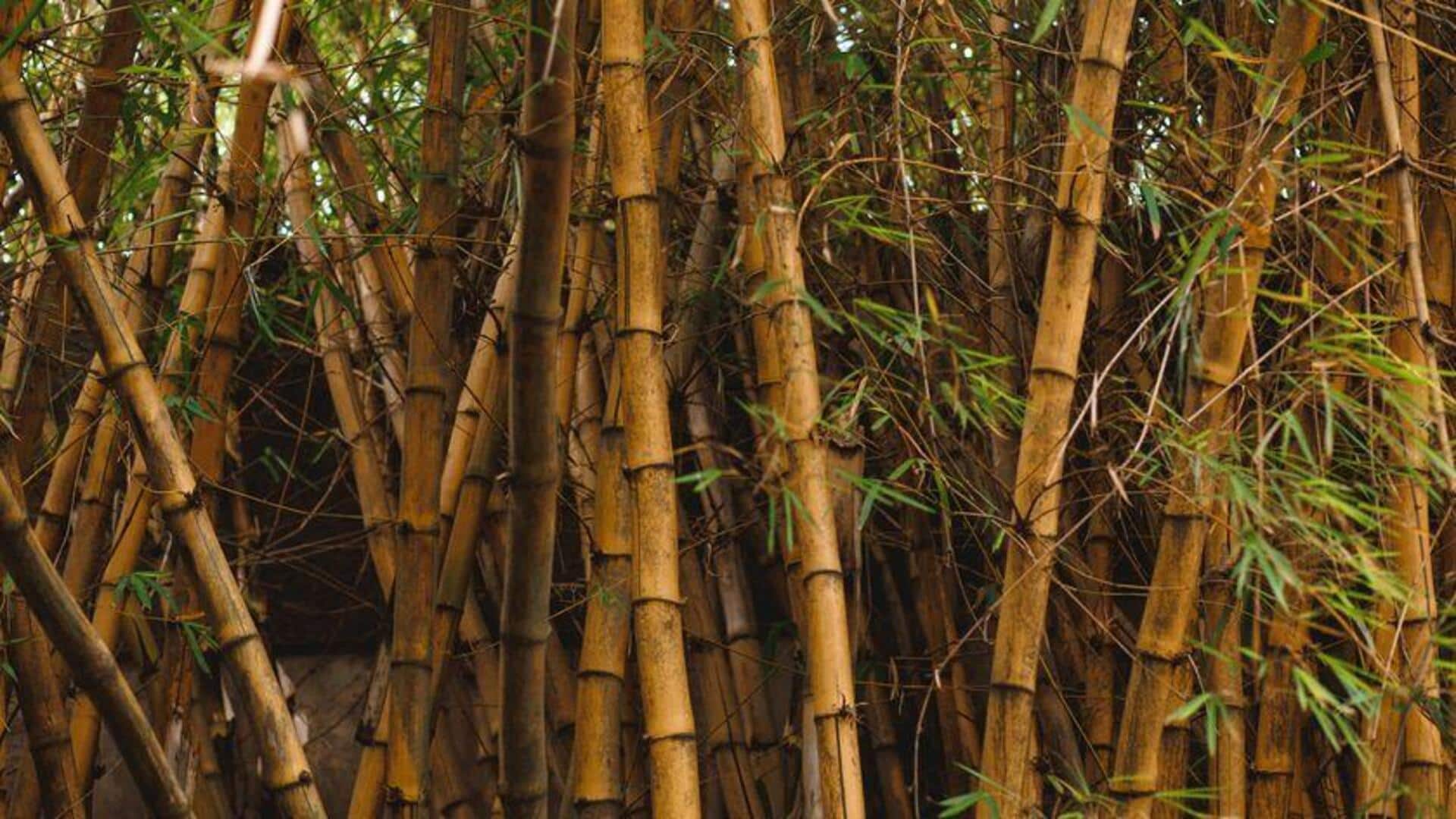 Pemanfaatan Bambu: Penerapan Teknologi Terbarukan
