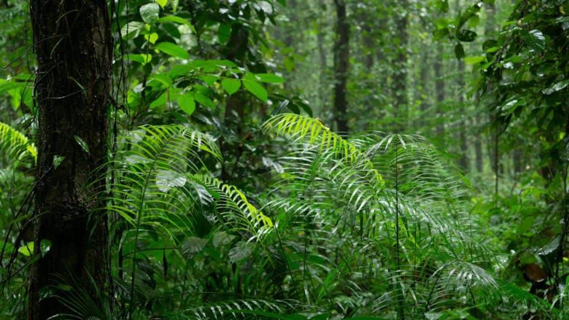 Pemantauan Kesehatan Hutan Hujan dengan AI