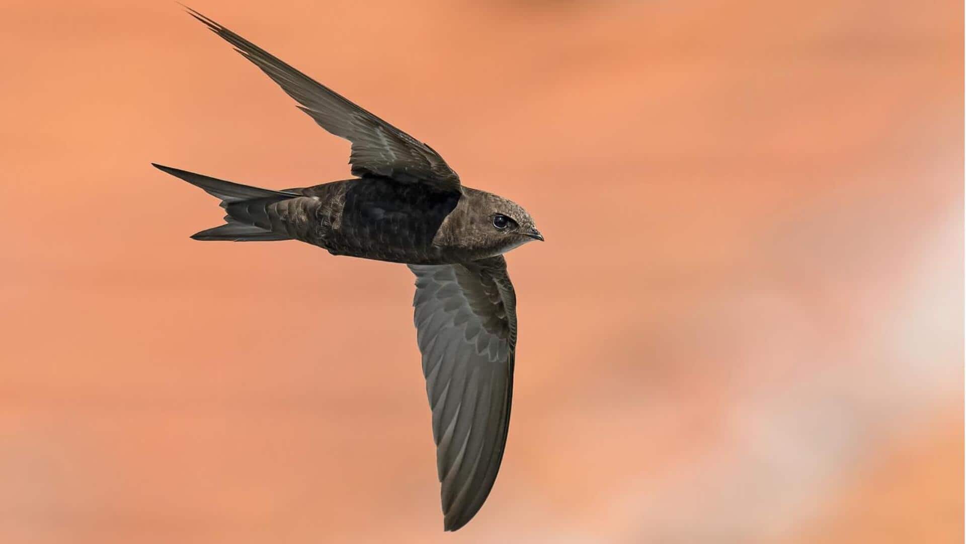 Mempelajari Navigasi Inovatif Burung Swift yang Mengagumkan