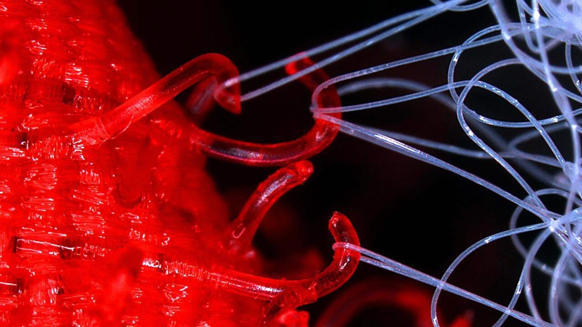 Mengenal Biomimikri di Sektor Teknologi Indonesia