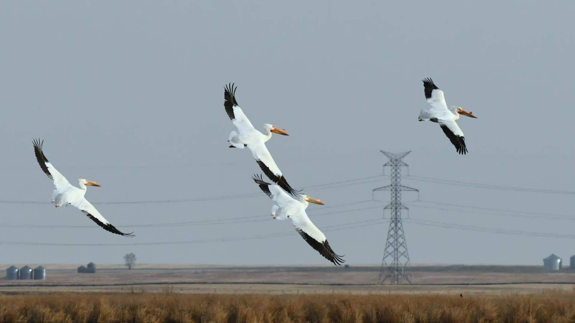 Perilaku Unik Pelikan dalam Formasi Spiral