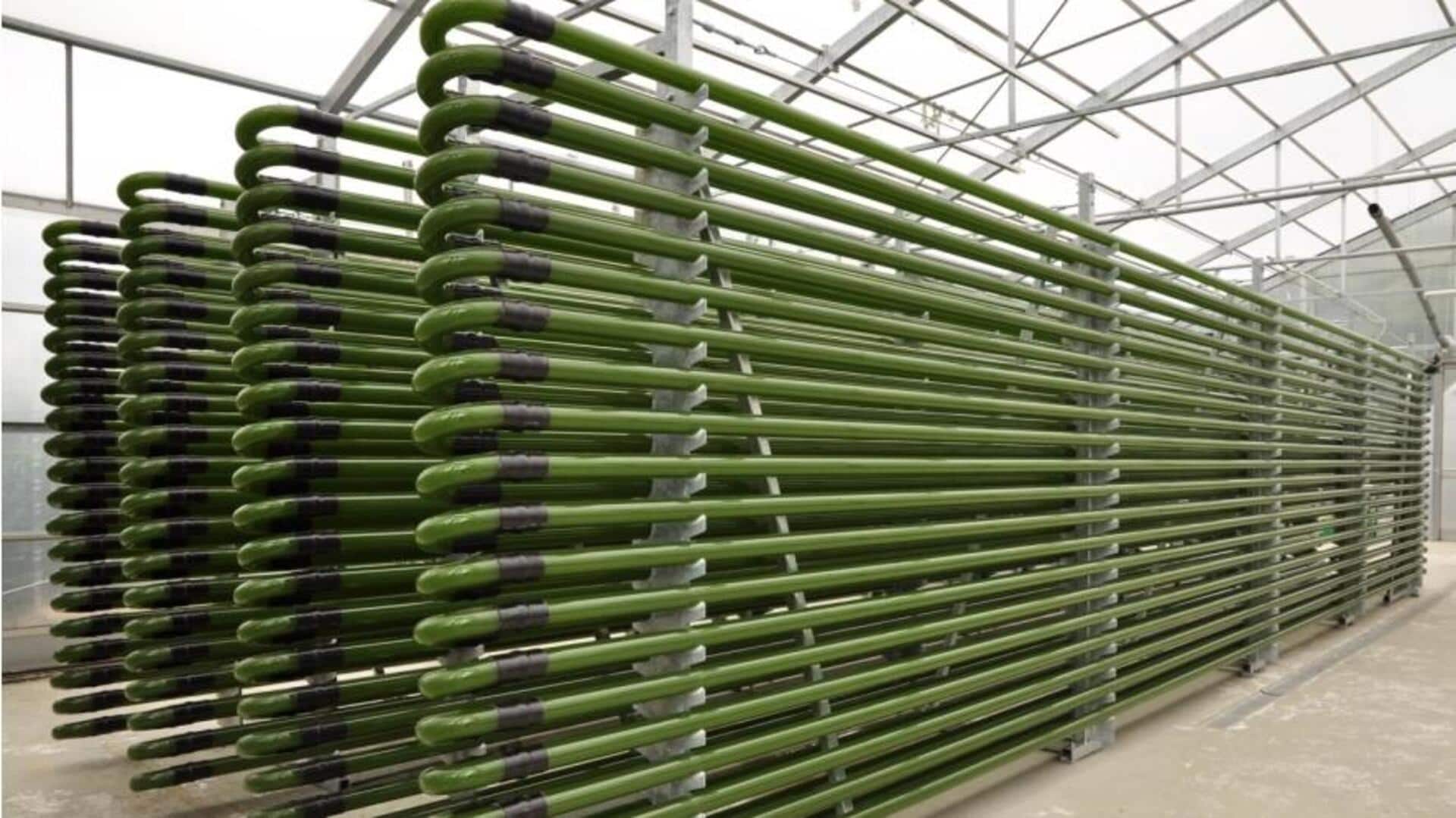 Alga Bioreaktor: Solusi Udara Bersih di Kota