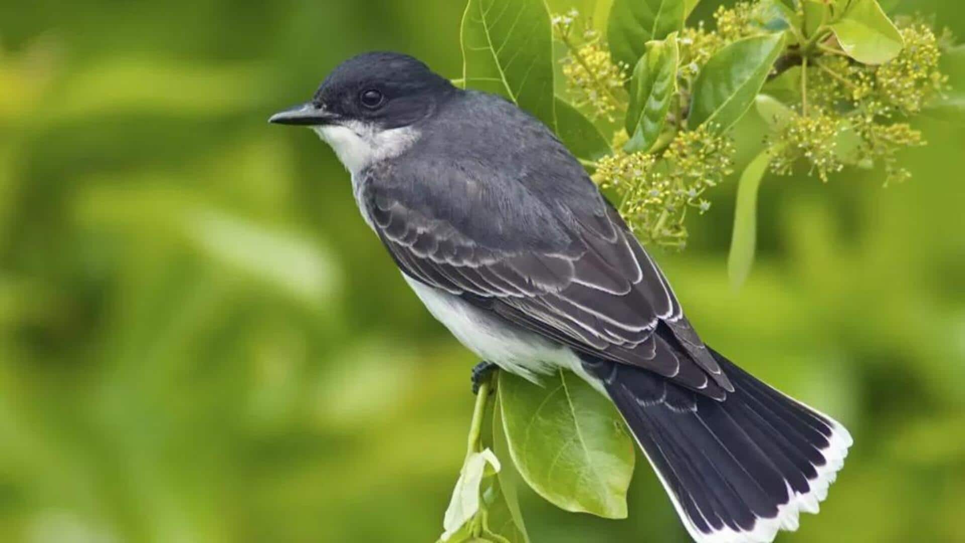 Memahami Beragam Asupan Makanan yang Unik dari Kingbird