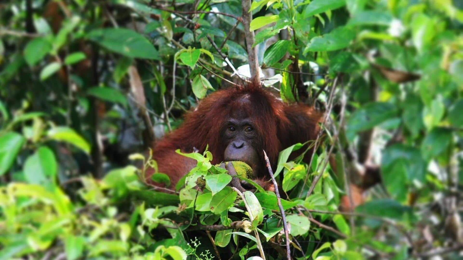 Orangutan: Sosok Pahlawan dalam Penyebaran Biji Tanaman di Alam Liar
