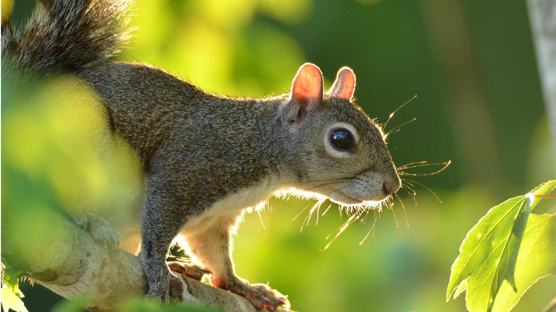 Ritual Tarian Tupai yang Misterius di Habitat Alaminya