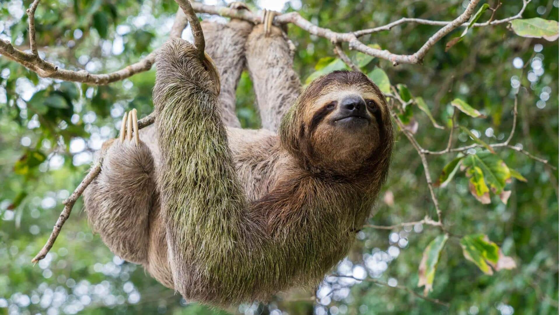 Manfaat Mengejutkan Kungkang bagi Hutan Hujan